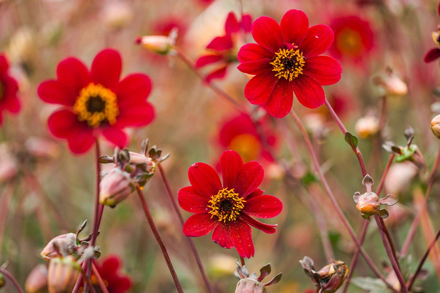 Dahlia 'Bishop of Auckland'